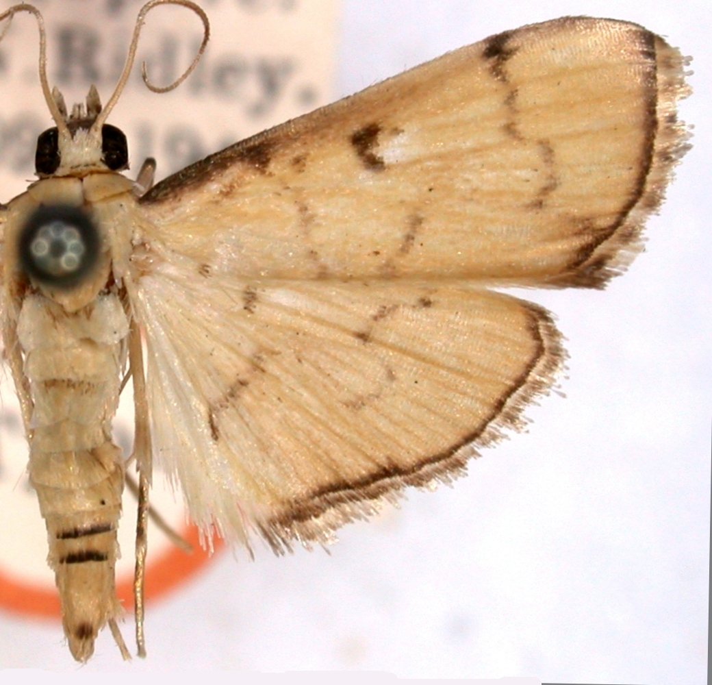 Gadessa bicincta Hampson